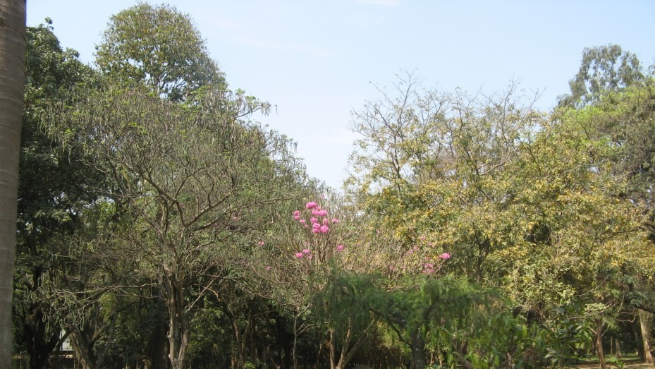 Sri Chamarajendra Park(Cubbon Park), photo 3 of 7