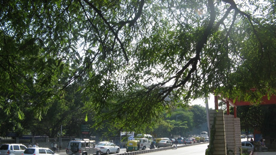 Sri Chamarajendra Park(Cubbon Park), photo 4 of 7