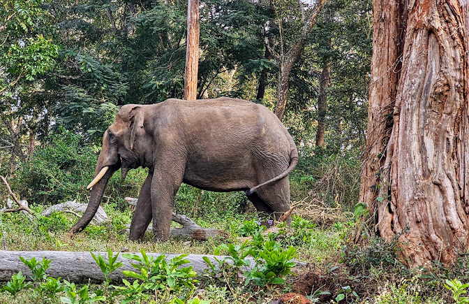 Mudumalai, photo 2 of 9
