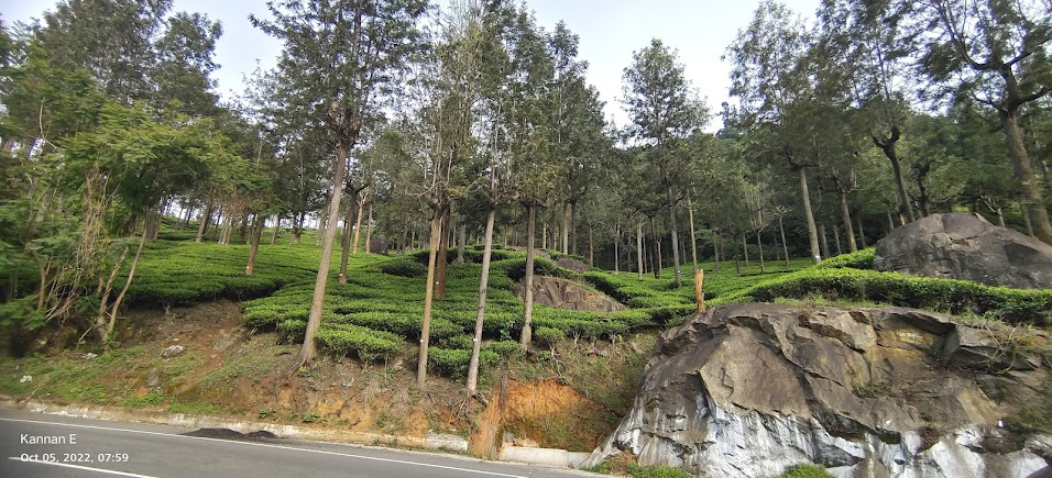 Brooklands Tea Estate, photo 1 of 6