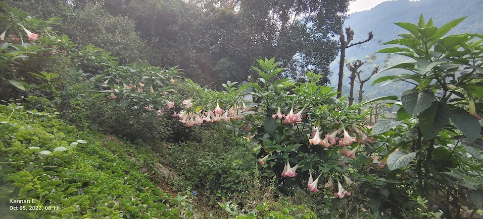 Coonoor, Tamil Nadu, photo 3