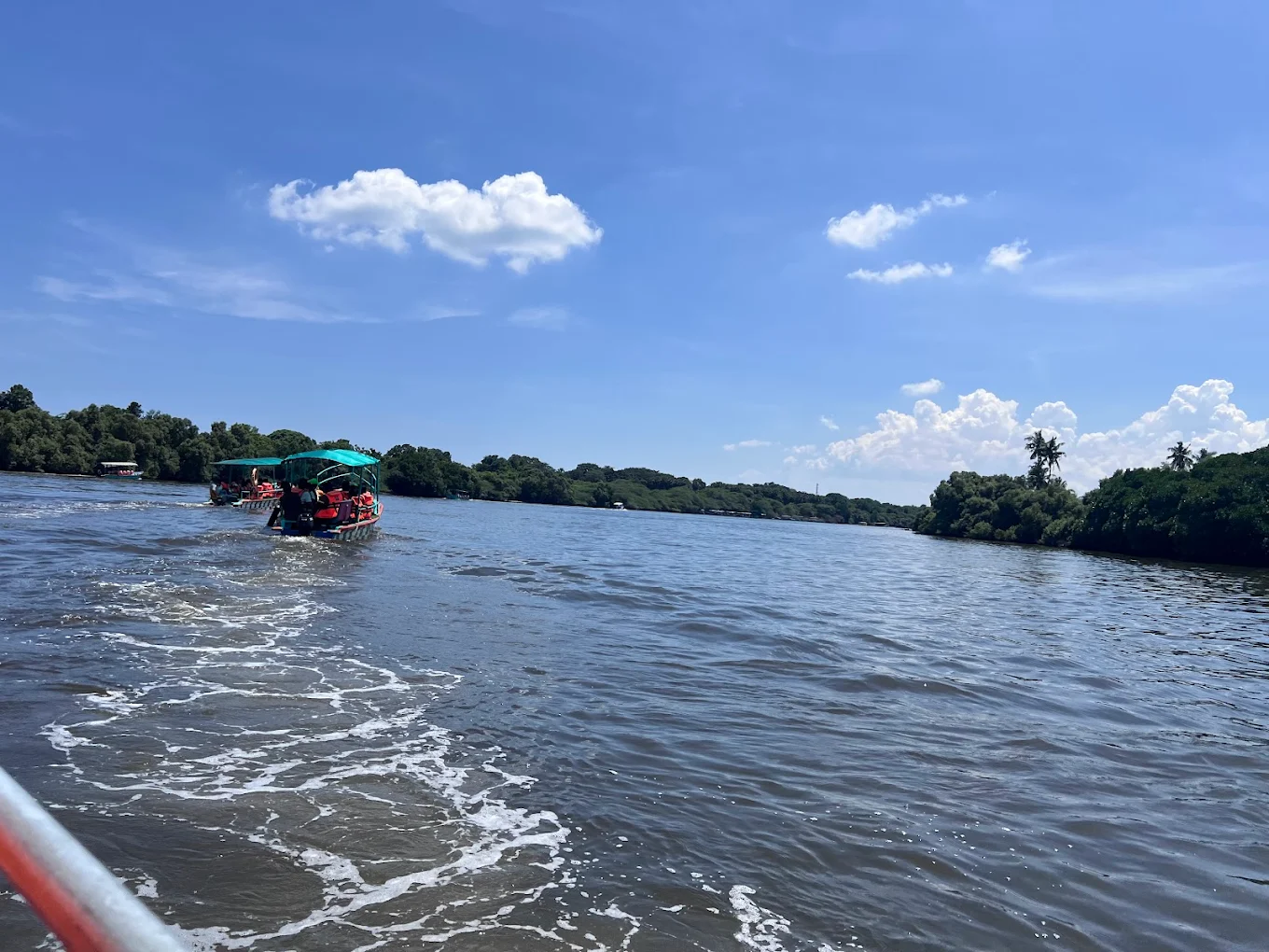 Mangrove forest, photo 1 of 10