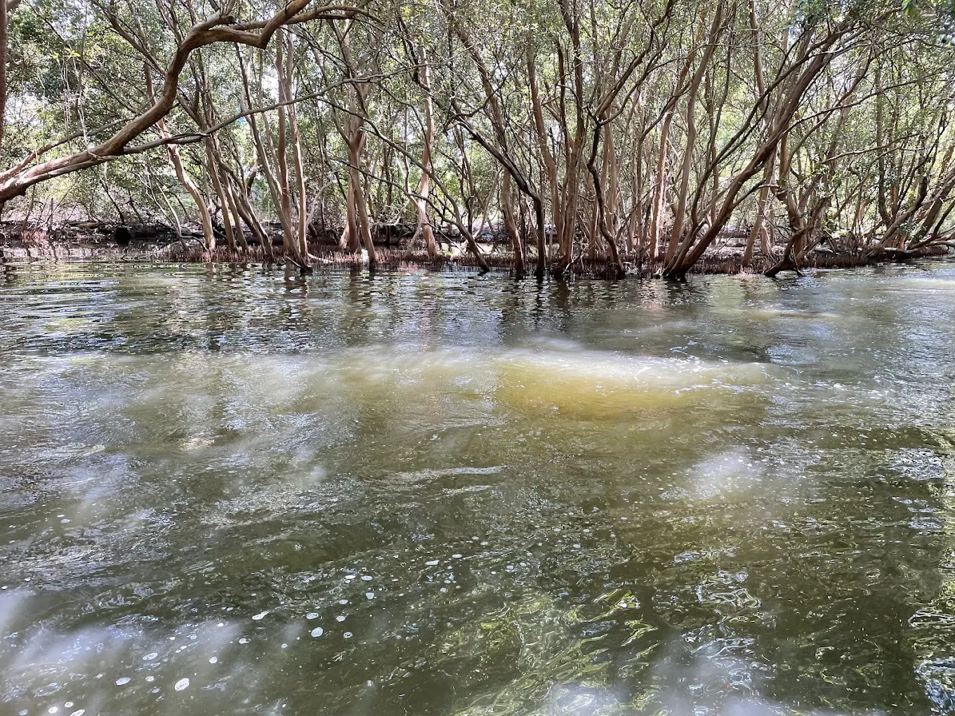Mangrove forest, photo 3 of 10