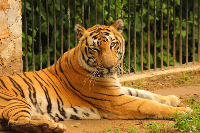 Sayaji Baug, photo 4 of 20