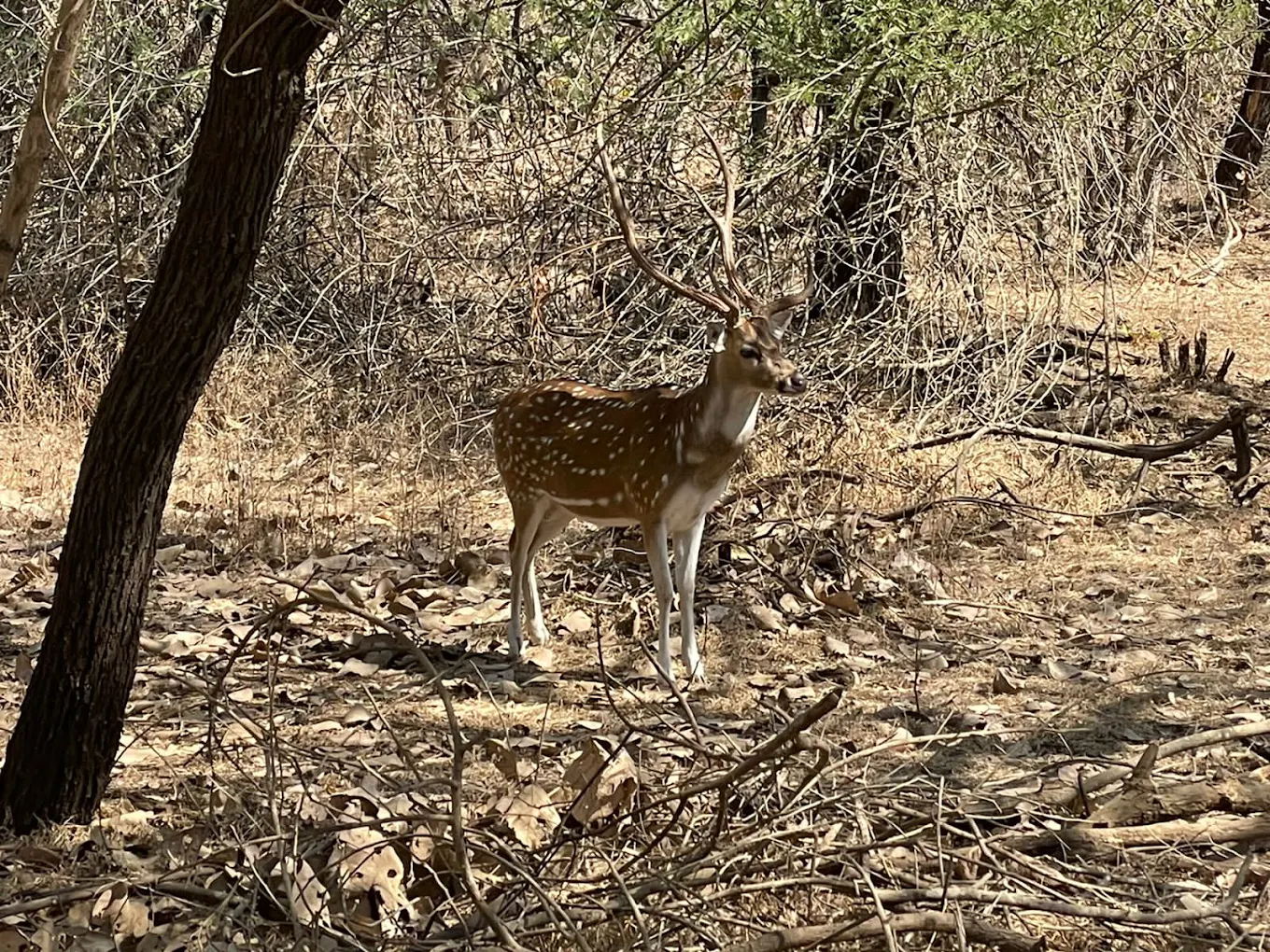Porbandar, Gujarat