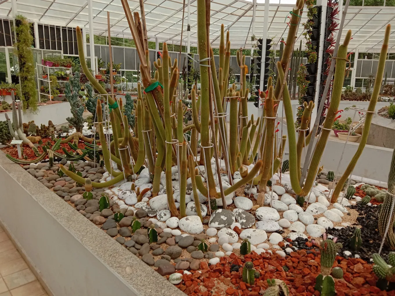 Cactus Garden, photo 4 of 10
