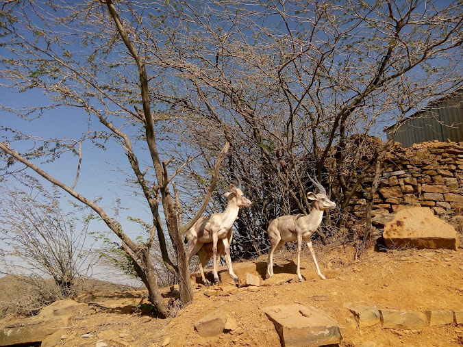 Black Hill (Kalo dungar), Kutch, photo 4 of 9