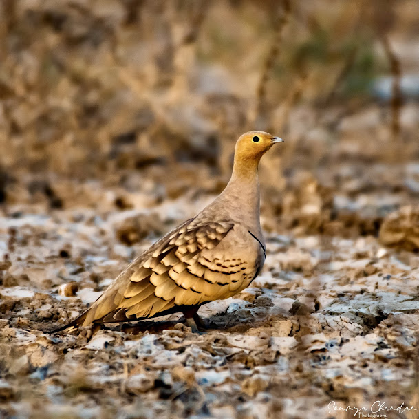 Chhari Dhand Bird Sanctuary, photo 1 of 7