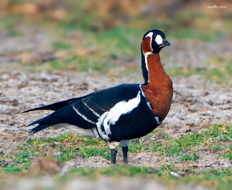 Chhari Dhand Bird Sanctuary, photo 3 of 7