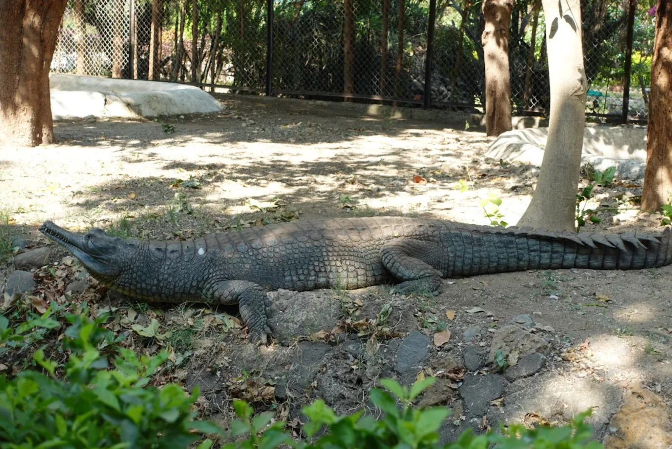 Sakkarbaug Zoological Park, photo 4 of 20