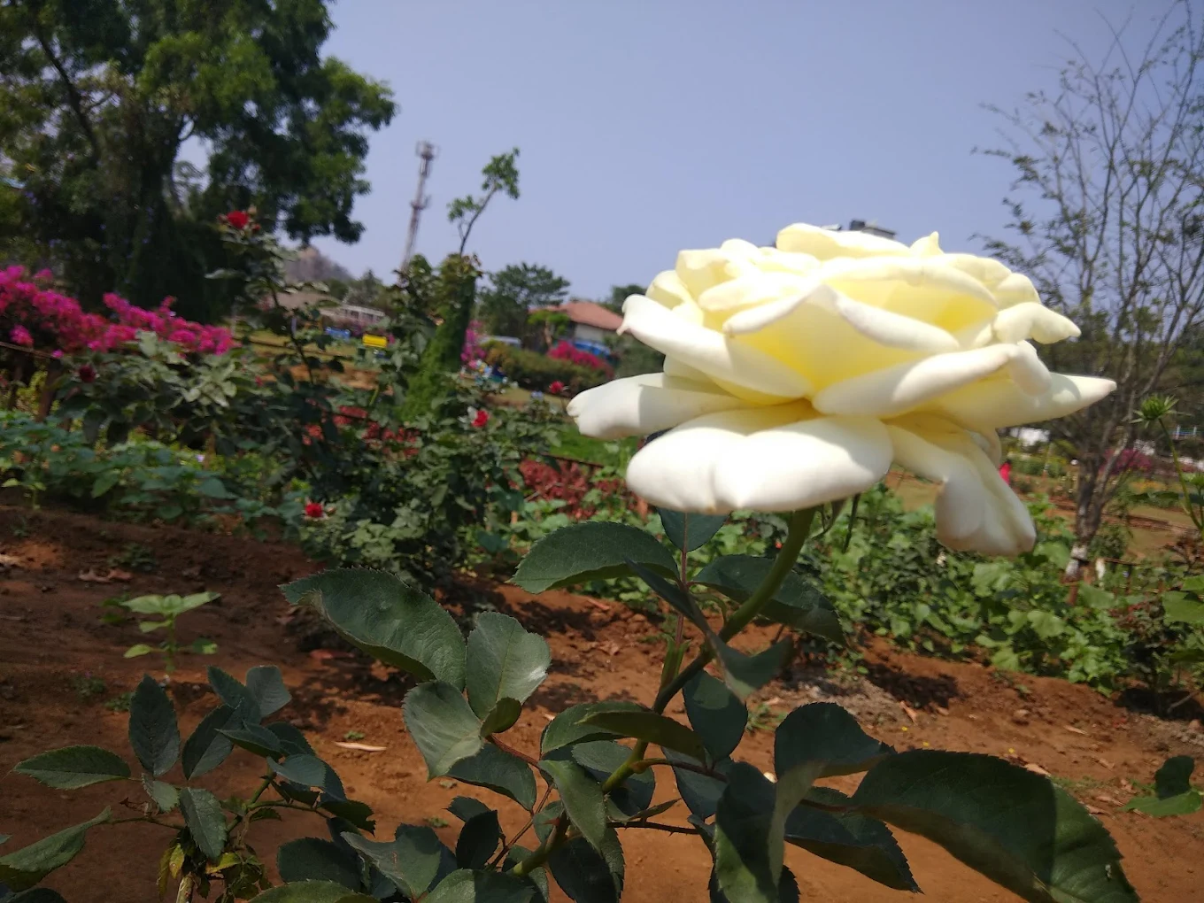Rose Garden, photo 4 of 12