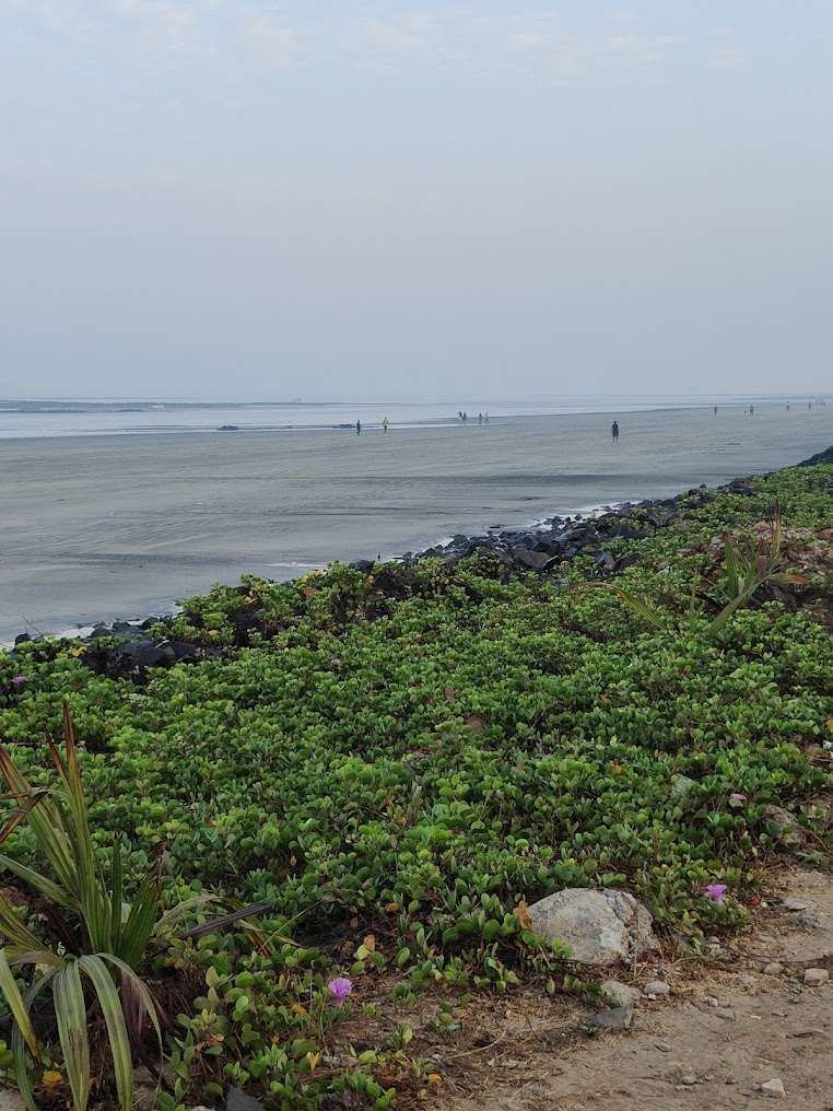 Porbandar Beach, photo 4 of 9