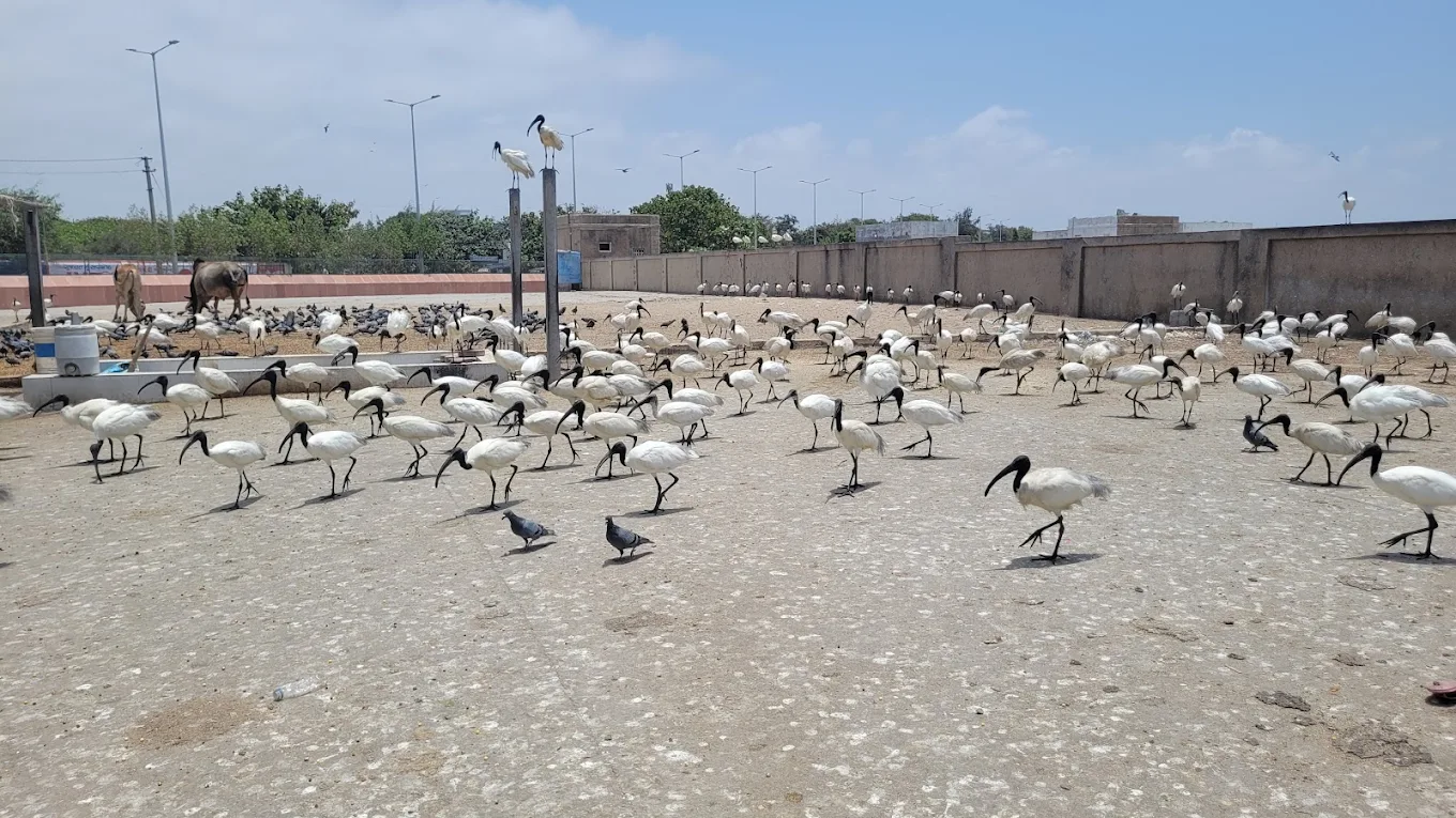 Surat, Gujarat