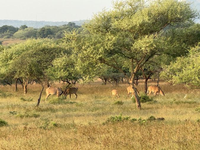 Gir National Park, photo 1 of 9