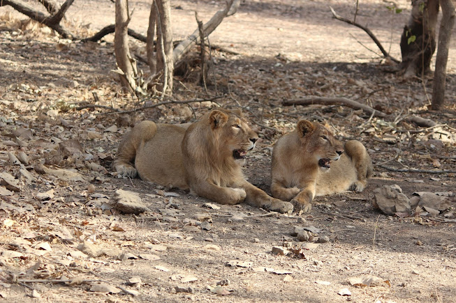 Gir National Park, photo 4 of 9