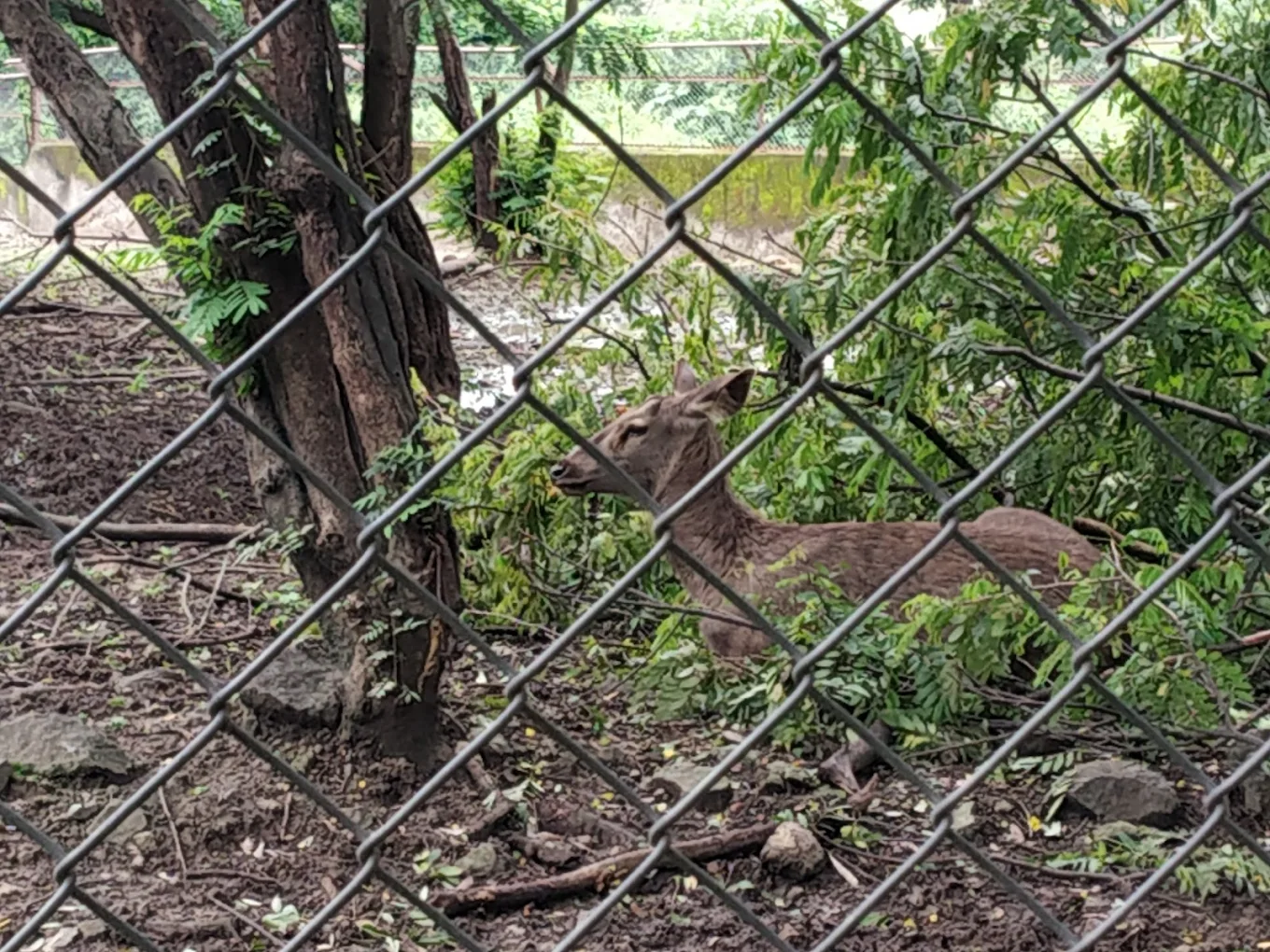 Rajiv Gandhi Zoological Park & Wildlife Research Center, photo 1 of 9
