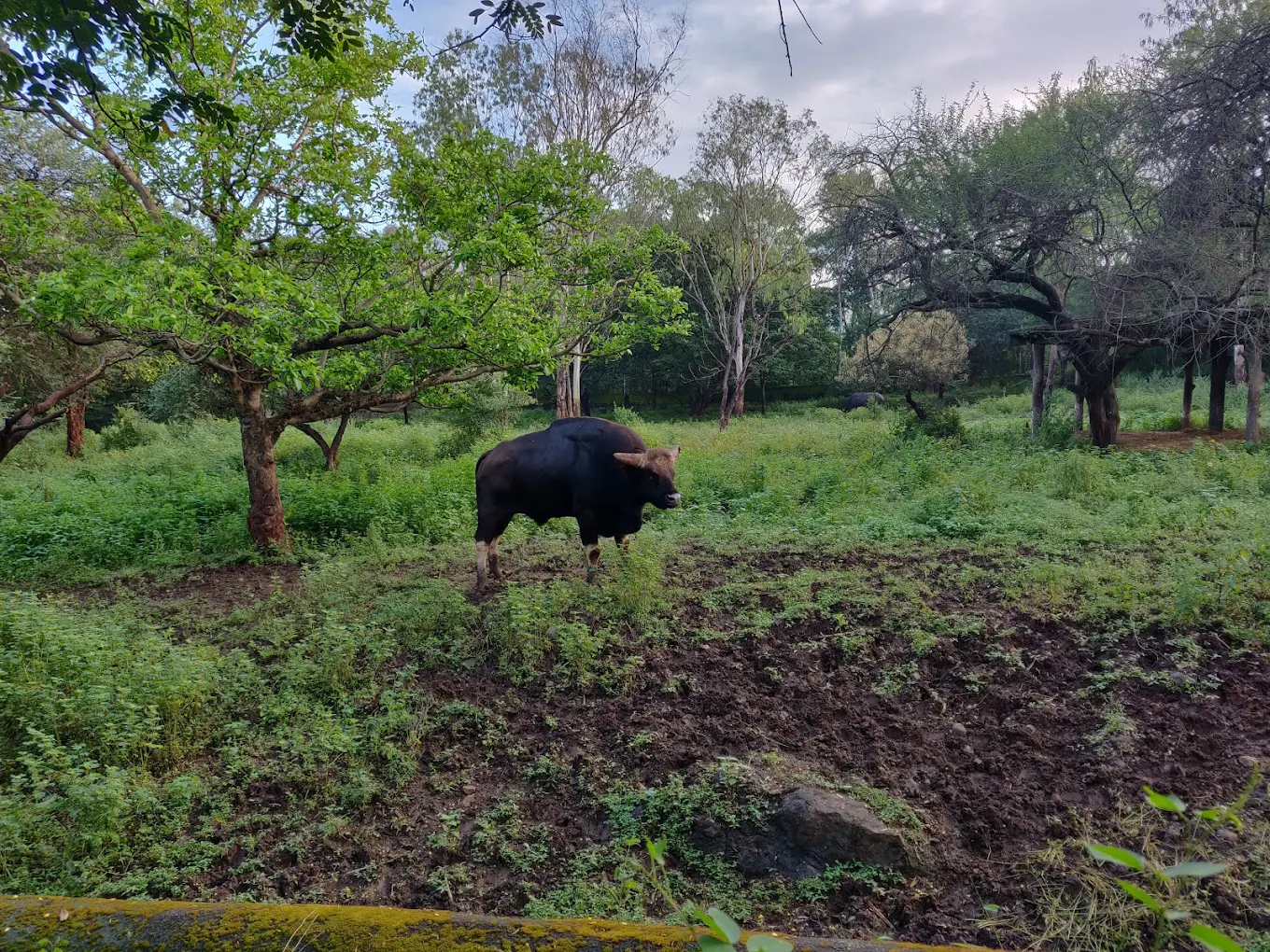 Rajiv Gandhi Zoological Park & Wildlife Research Center, photo 3 of 9