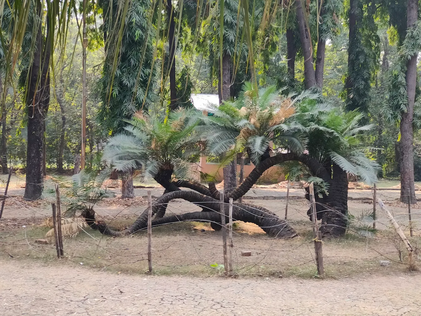 Maharaj Bagh Zoo, photo 1 of 9