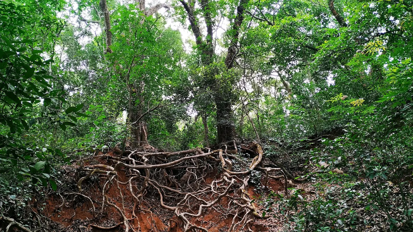 Monkey Point, photo 4 of 7