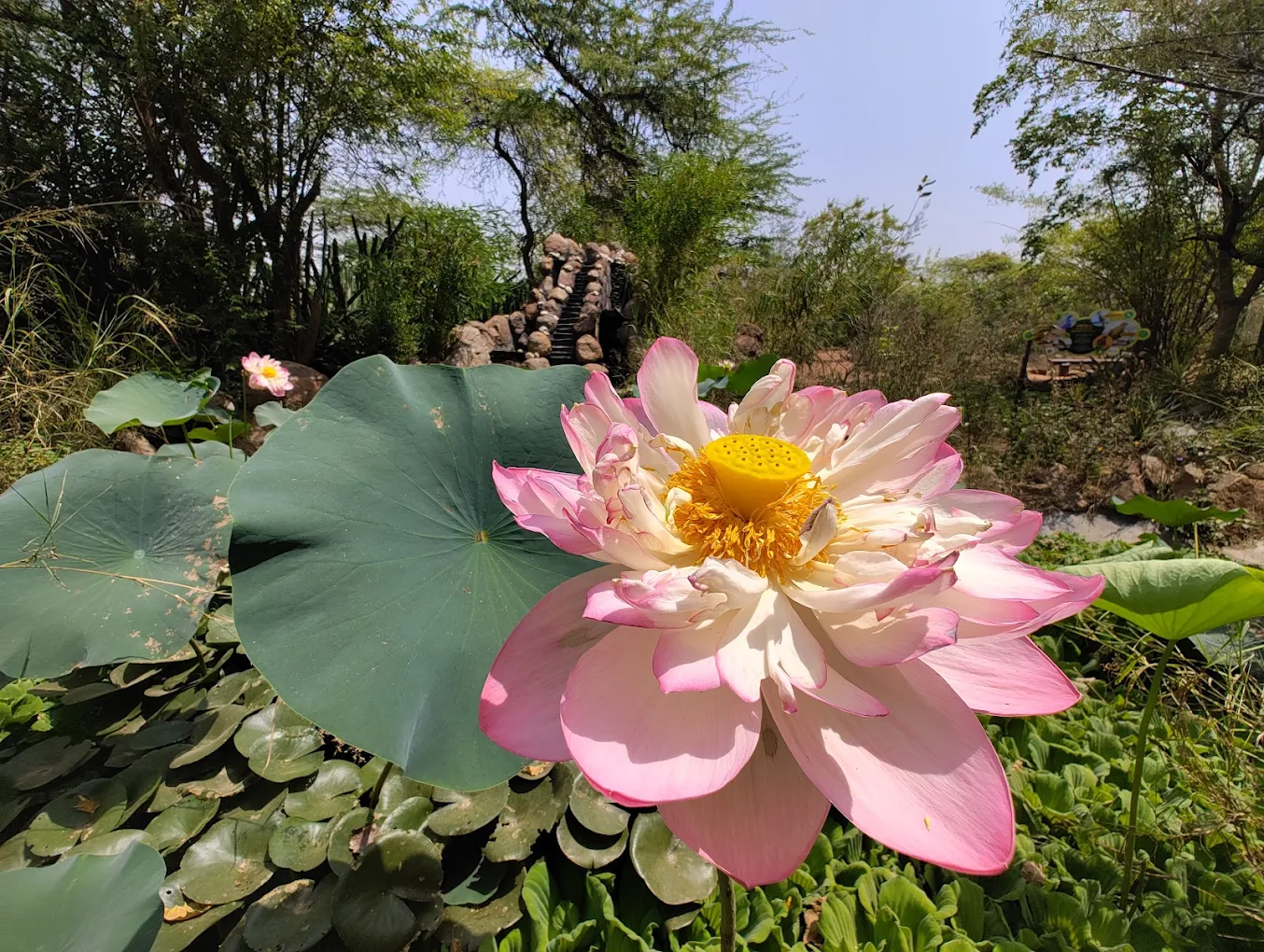 Asola-Bhatti Wildlife Sanctuary, New Delhi, photo 3 of 6