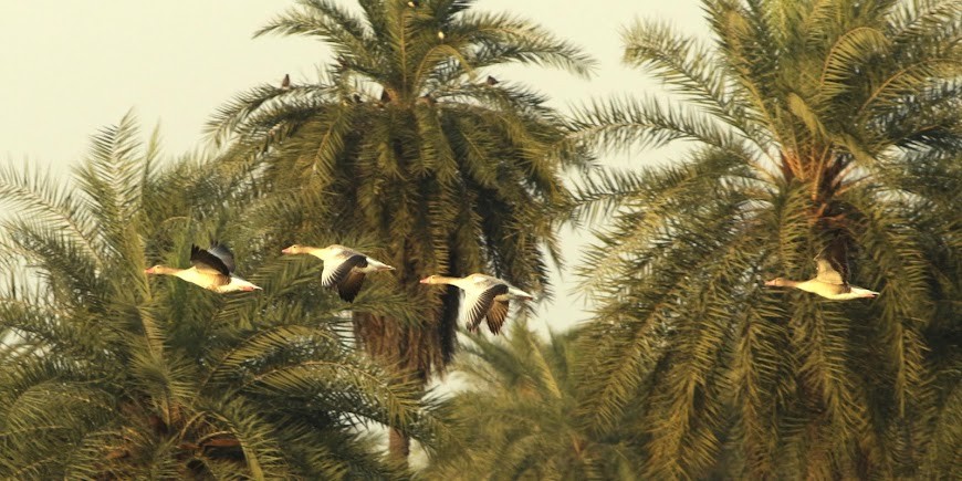 Noida, Uttar Pradesh, photo 2