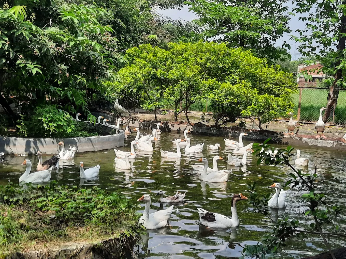 City forest ghaziabad, photo 1 of 9