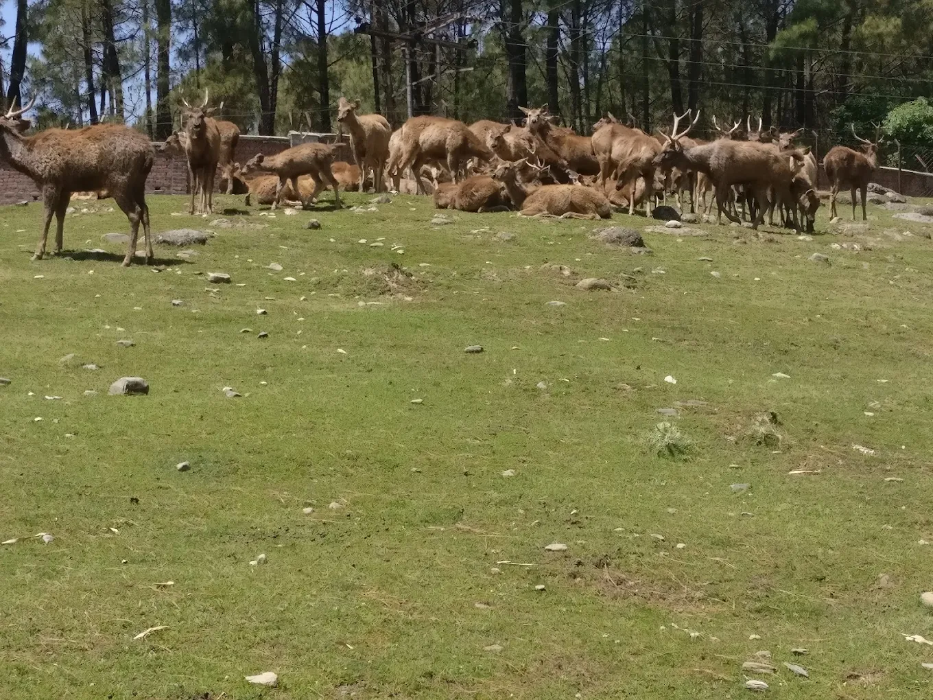 Dhauladhar Nature Park (Zoo), Gopalpur, photo 3 of 10