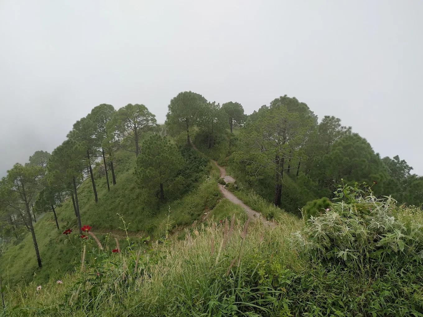 Timber Trail Kasauli, photo 1 of 8