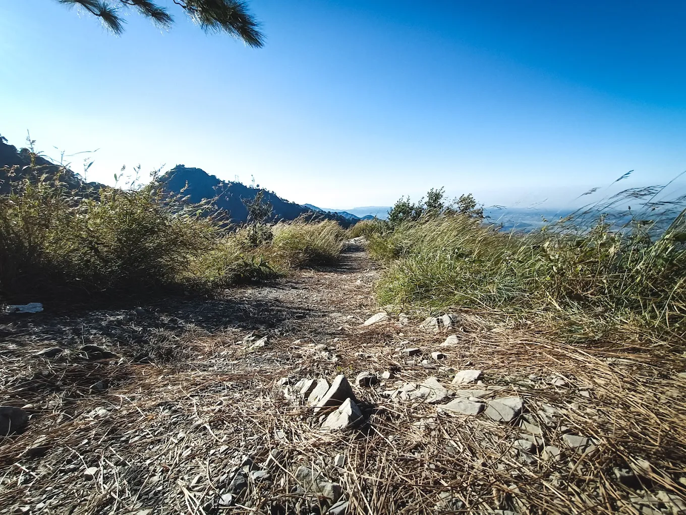 Timber Trail Kasauli, photo 4 of 8