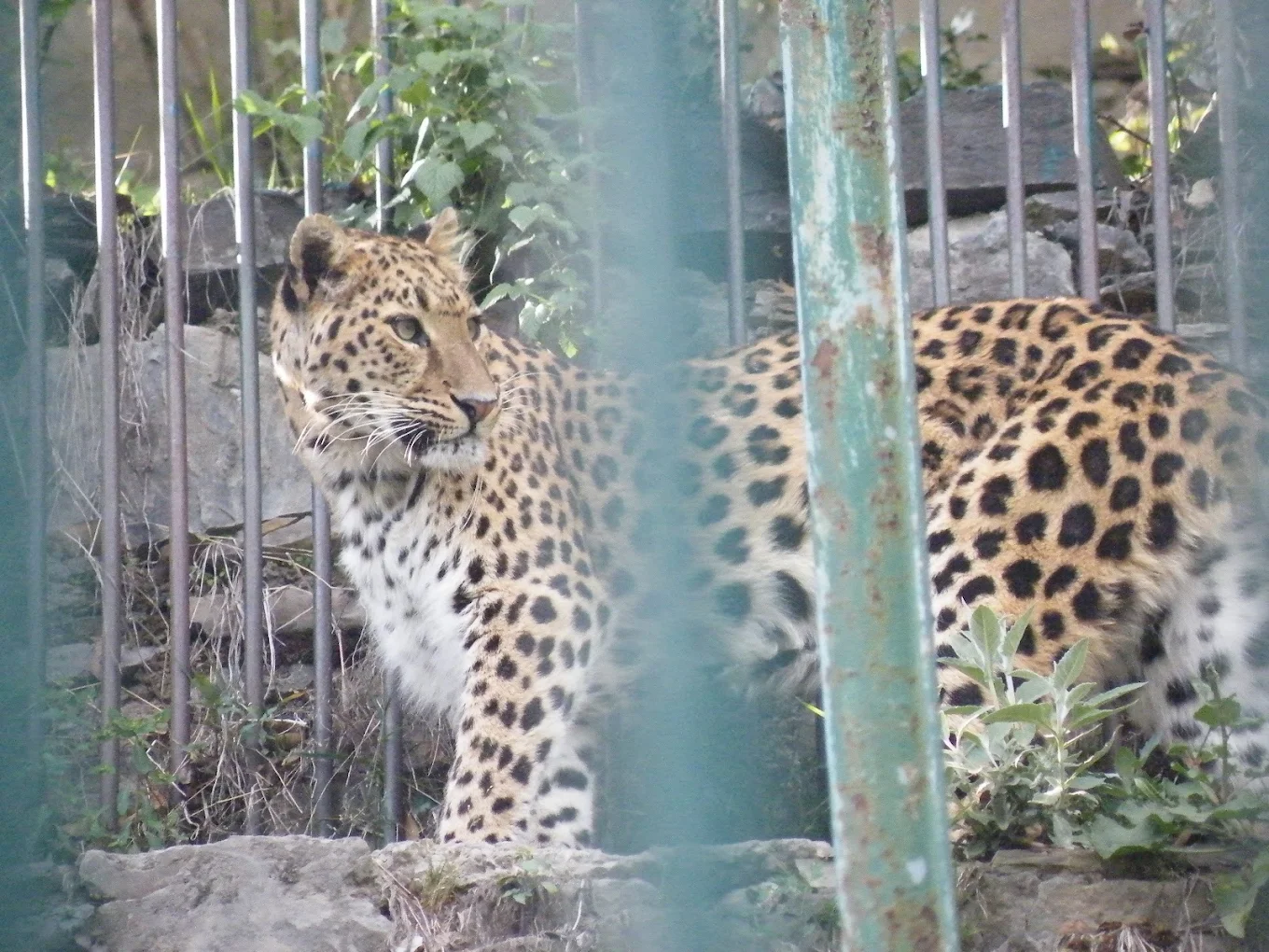Himalayan Nature Park Kufri Zoo, photo 1 of 6