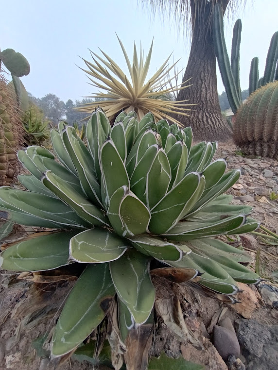 Cactus Garden, photo 2 of 9