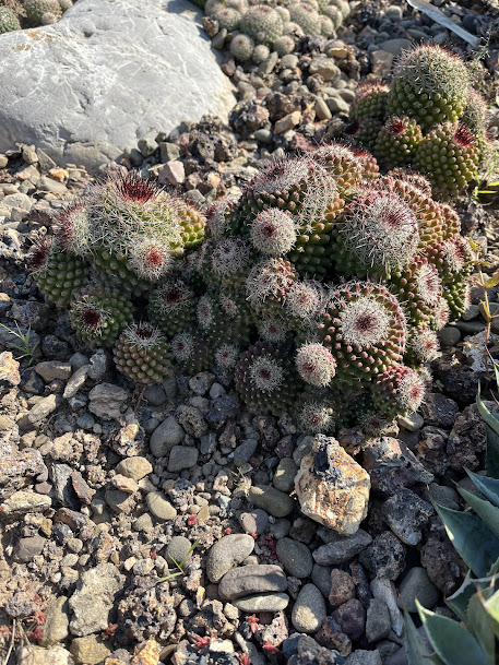 Cactus Garden, photo 3 of 9