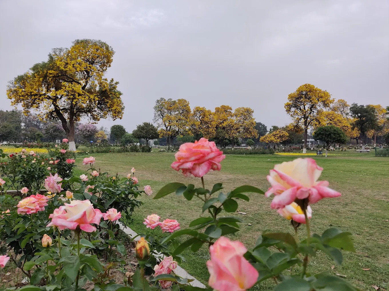 Zakir Hussain Rose Garden, photo 1 of 10