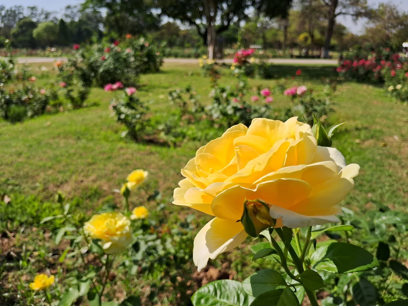 Zakir Hussain Rose Garden, photo 4 of 10