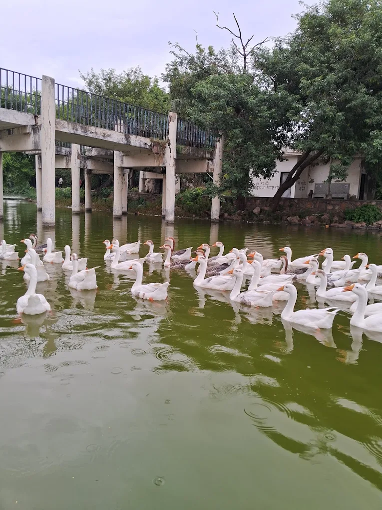 Rohtak Zoo, photo 1 of 16