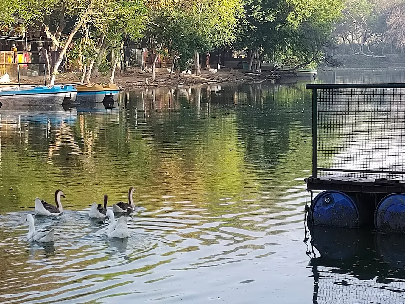 Rohtak Zoo, photo 4 of 16