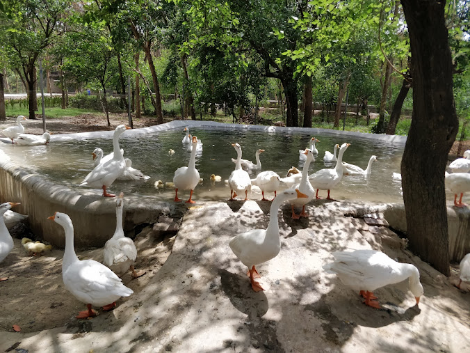 Ludhiana Zoo Tiger Safari, photo 1 of 10