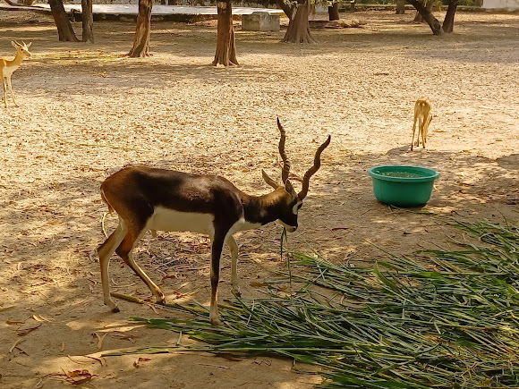 Ludhiana Zoo Tiger Safari, photo 2 of 10