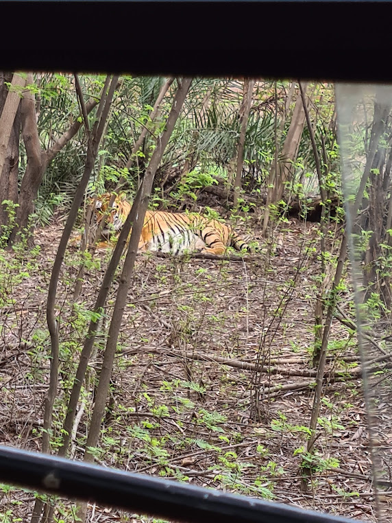 Ludhiana Zoo Tiger Safari, photo 3 of 10