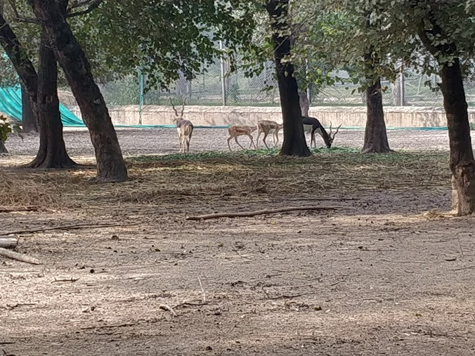 Ludhiana Zoo Tiger Safari, photo 4 of 10