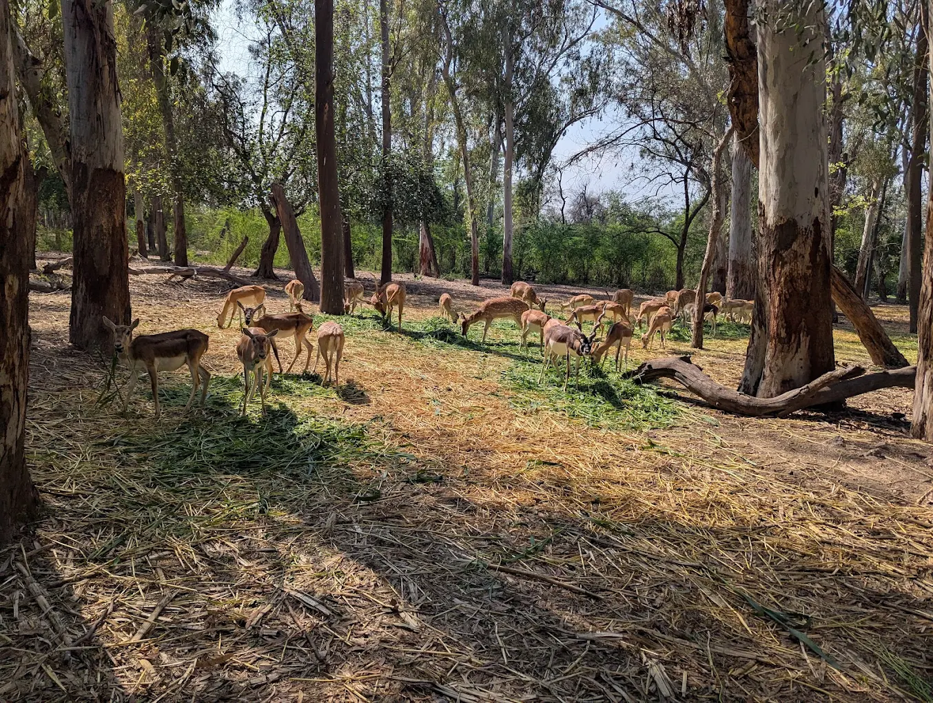 Bathinda, Punjab, photo 3