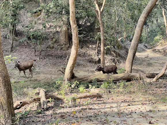Jungle Safari Rajaji National Park, photo 1 of 7