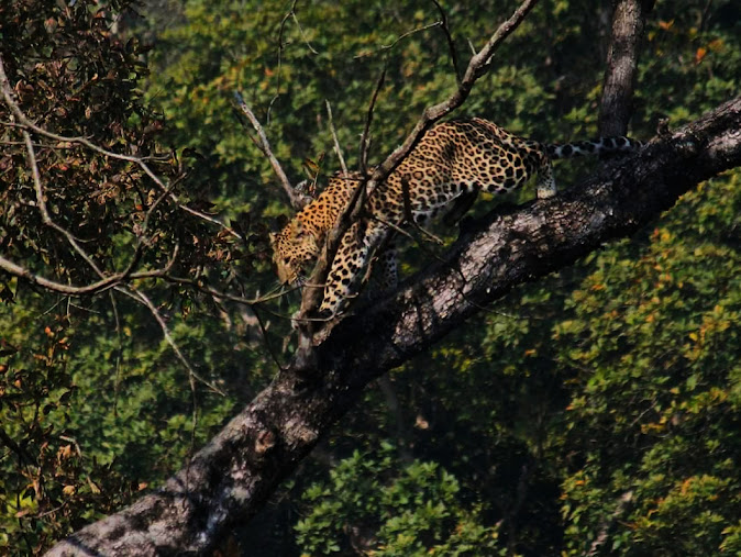 Jungle Safari Rajaji National Park, photo 2 of 7