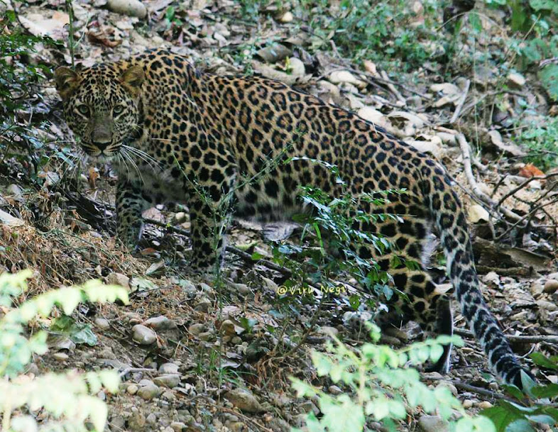 Jungle Safari Rajaji National Park, photo 3 of 7