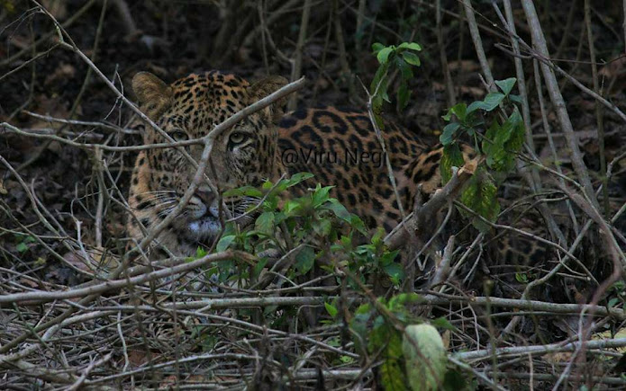 Jungle Safari Rajaji National Park, photo 4 of 7