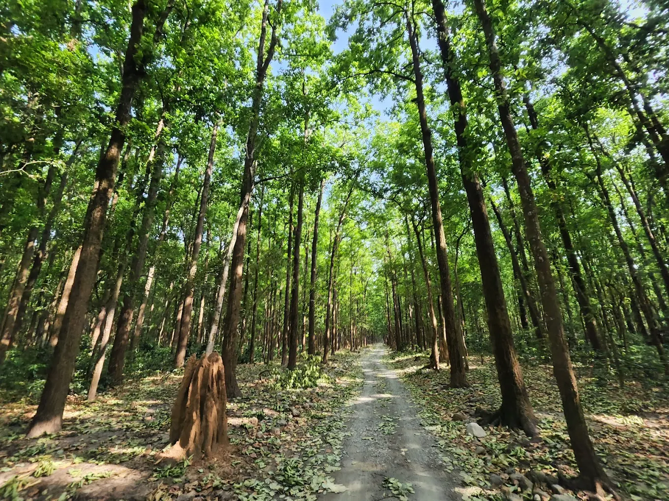 Sitabani Forest Reserve, photo 2 of 12