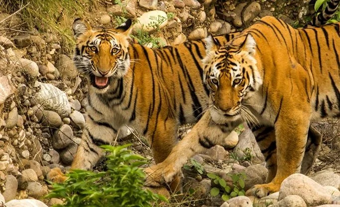 Jim Corbett National Park, photo 2 of 8