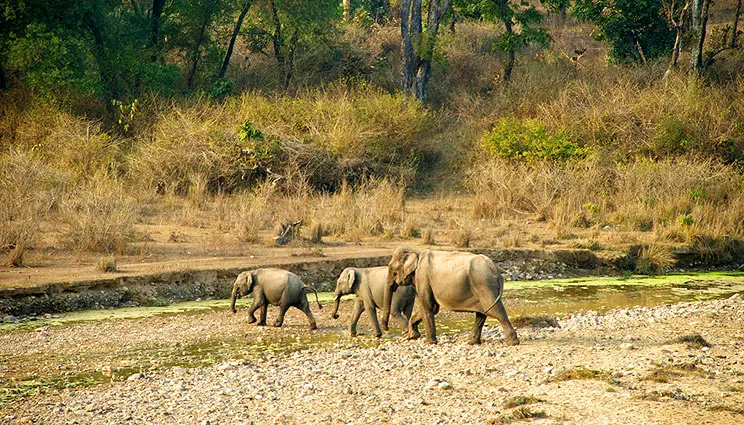 Jim Corbett National Park, photo 3 of 8