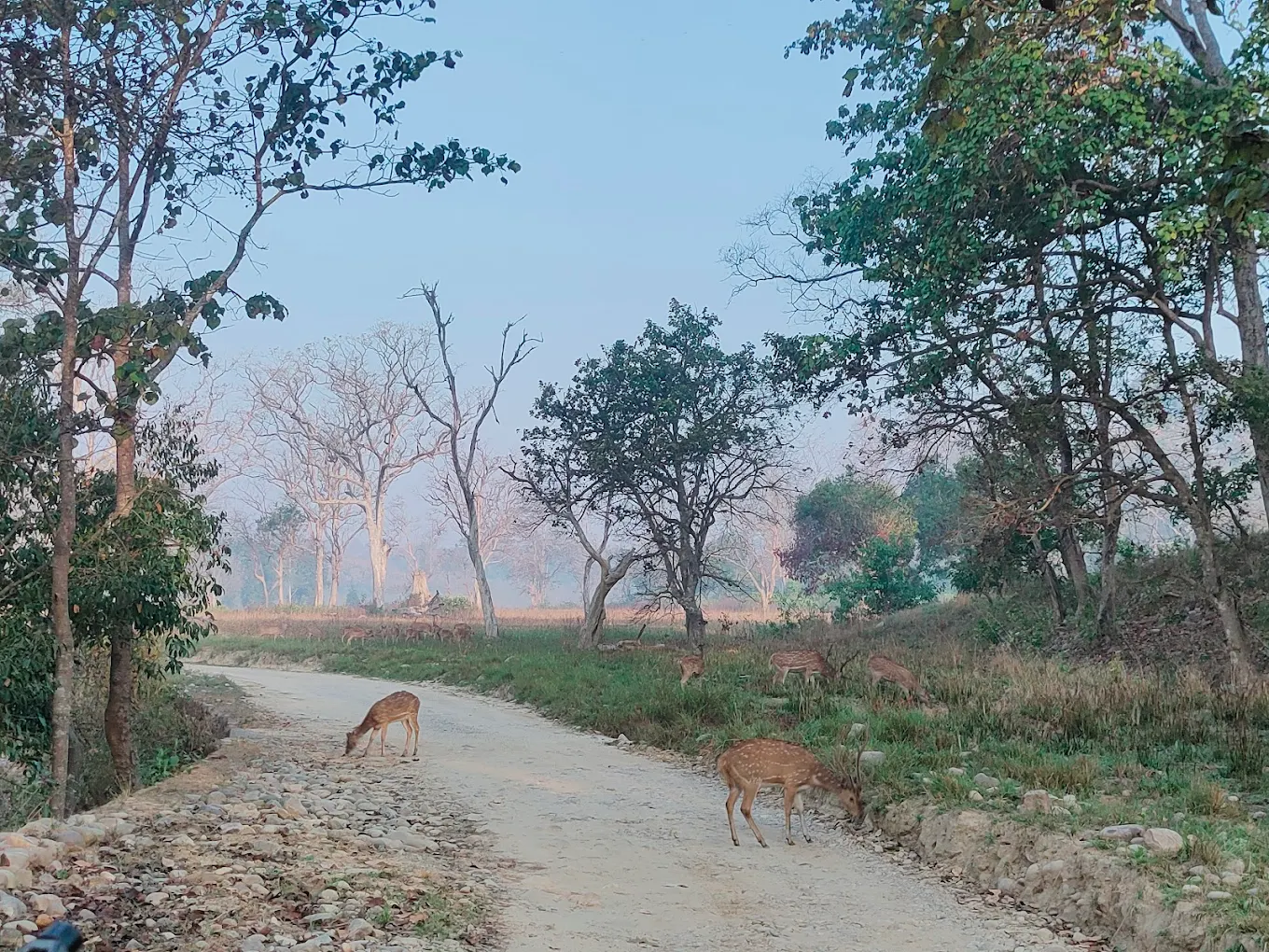 Jim Corbett National Park, photo 4 of 8