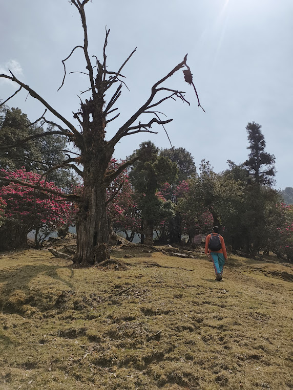Rohini Bugyal, photo 1 of 5